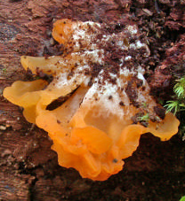 Une trémelle d’une couleur très proche de Tremella aurantiaca