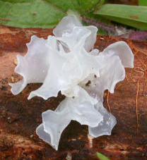 Cette trémelle d’un blanc cristallin est sans doute Tremella fuciformis