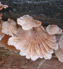 Sous le chapeau, les fausses lames de Schizophyllum commune sont rosâtres