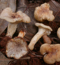 Des chanterelles de couleur ocre grisâtre, sous les eucalyptus