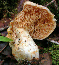 Un hydne (pied de mouton) de belle taille, mais seul, ce qui est rare en Europe