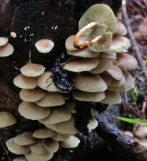 Un hypholome en touffe à la base d’un tronc en forêt primaire