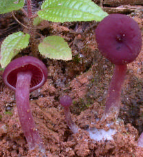 Si ce n’est lui, voici un sosie de Laccaria amethystina, d’un violet uniforme, alors que ses spores sont blanches !