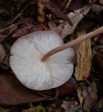 Un champignon à lames blanches très serrées, et poussant en solitaire , semblable à une collybie