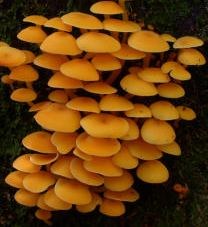 Collybia aurea a envahi une souche avec des touffes luxuriantes : lumineux !