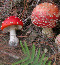 L’amanite tue-mouches est sans doute le type même du champignon « exotique » importé avec les pins plantés