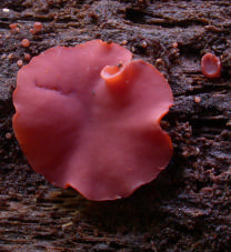 Un Ascocoryne de très belle couleur