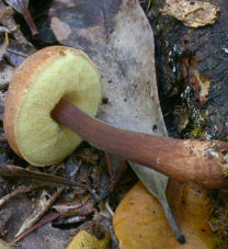 c Un bolet en forêt primaire, avec pied violet, mais à chair douce