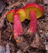 Une belle surprise en forêt : peut-être un Phylloporus à tubes presque lamellés