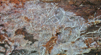Le mycélium est visible à l’oeil nu quand il est suffisamment dense pour former une sorte de feutrage et des cordonnets la plupart du temps blanchâtres