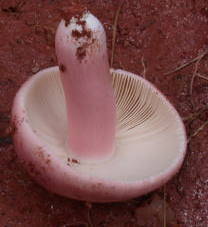 Russula madecassense, est une espèce vendue sur les marchés, et le long de la route qui va d’Andasibe à Tana.