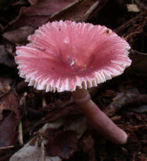 Un anneau coulissant ornait le pied rose de cette russule gracile en forêt primaire