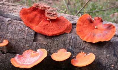 Pycnoporus sanguineus développe des chapeaux d’un rouge vif qui attire le regard : il est fréquent