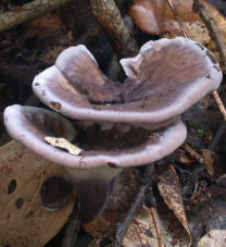 Un magnifique « polypore » violet, avec un pied de même couleur, et des tubes blancs à pores très fins, dans la Station Forestière Analamazaotra