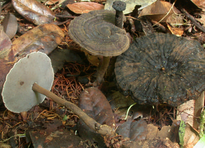 Un superbe Amauroderma, à chapeau sombre zoné-ridé, hyménium gris souris et fine bordure blanche ; son pied est profondément enfoncé dans le sol
