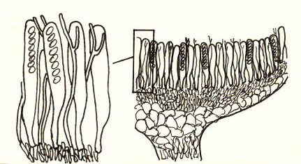 Asques (ici avec 8 spores) et paraphyses fourchues garnissent la partie fertile desascomycètes en forme de petite coupe, ici portée par un pied court