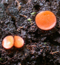 Les Scutellinia bordés de cils noirs