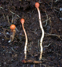 Un Cordyceps, curieux champignon qui parasite les insectes et leurs larves