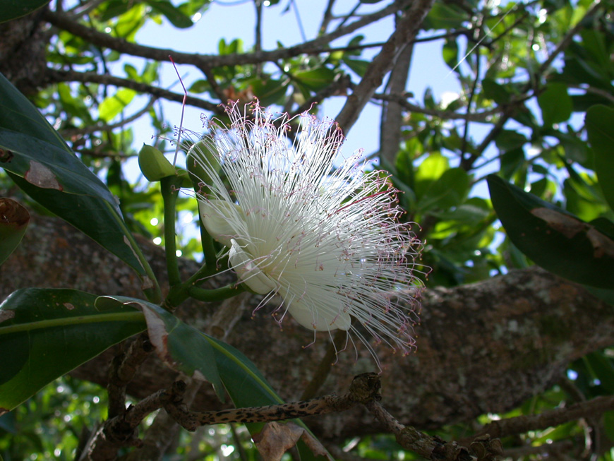 Les grosses fleurs de Barringtonia asiatica