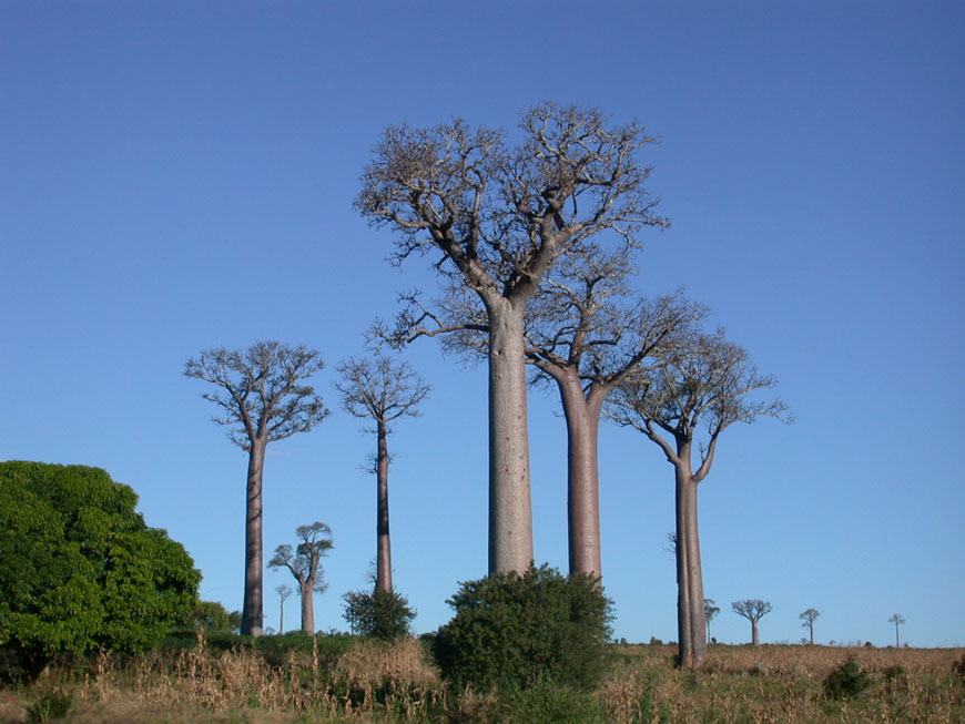 baobabs de Sakahara