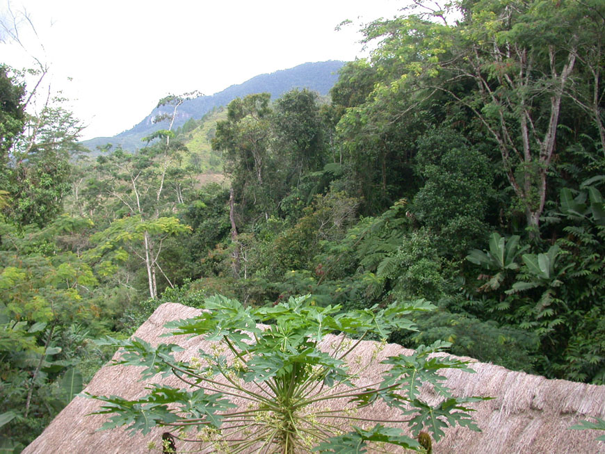Forêt primaire tropicale