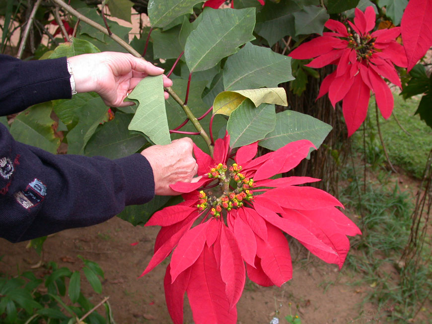 l’étoile de Noël, fleur symbole de Madagascar