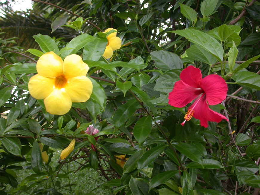 Alamanda et Hibiscus aux Orchidées