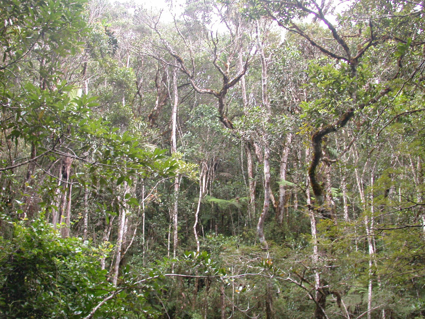 Forêt primaire