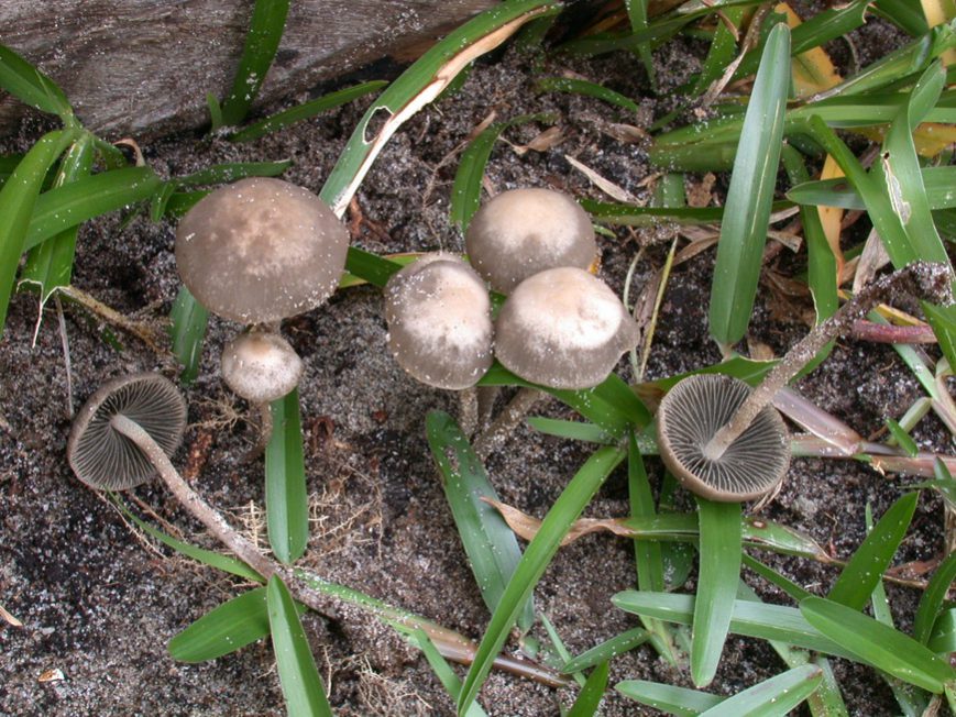 Panaeolus