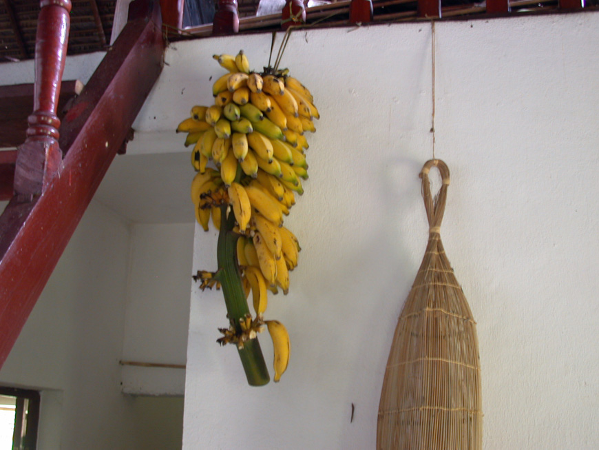 Régime de bananes du jardin