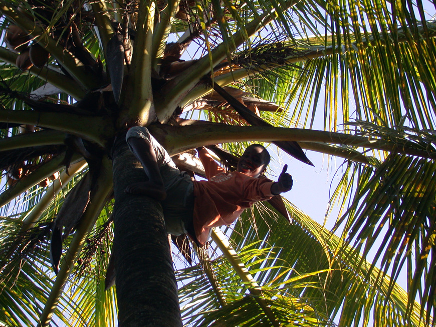 Paul au sommet du cocotier