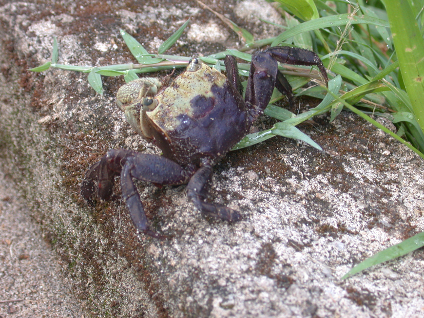 Un petit crabe en visite au bungalow 4