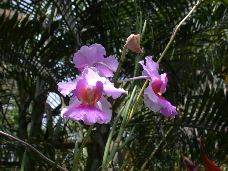 Orchidée du jardin de Olatra