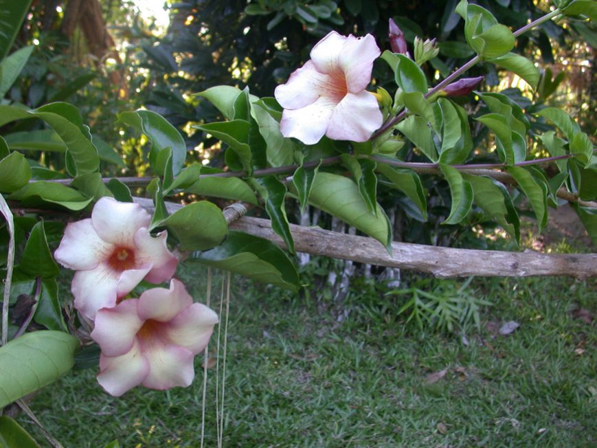 Allamanda rose