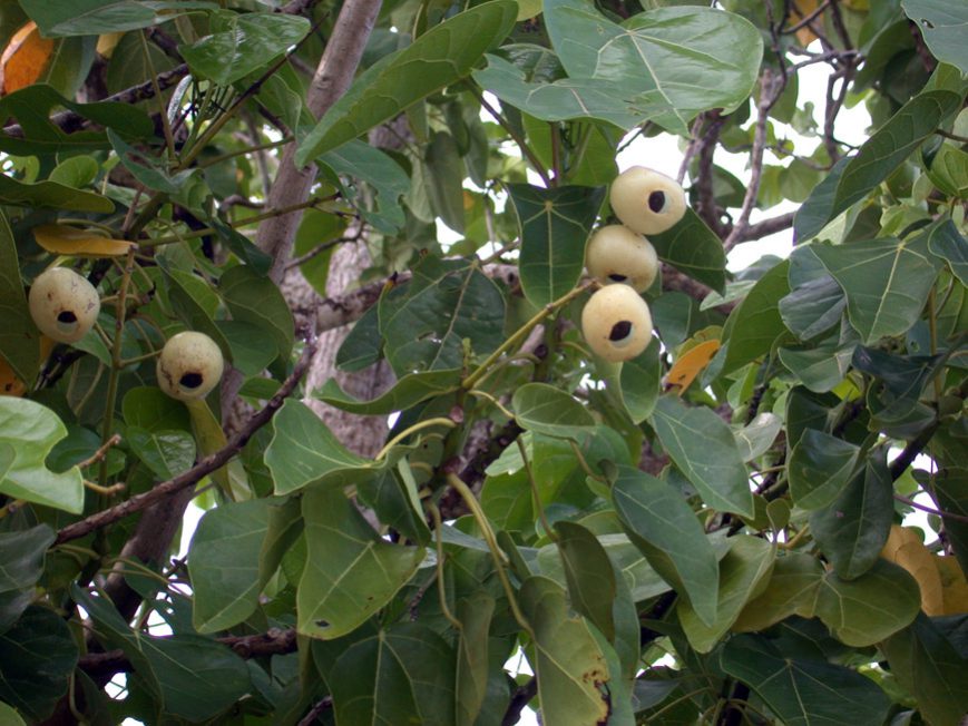 Fruits de la plage