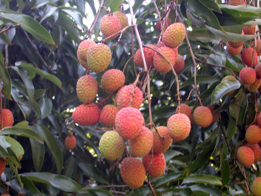 Litchis