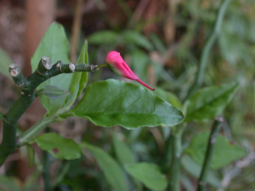 Fleur de pantouflier