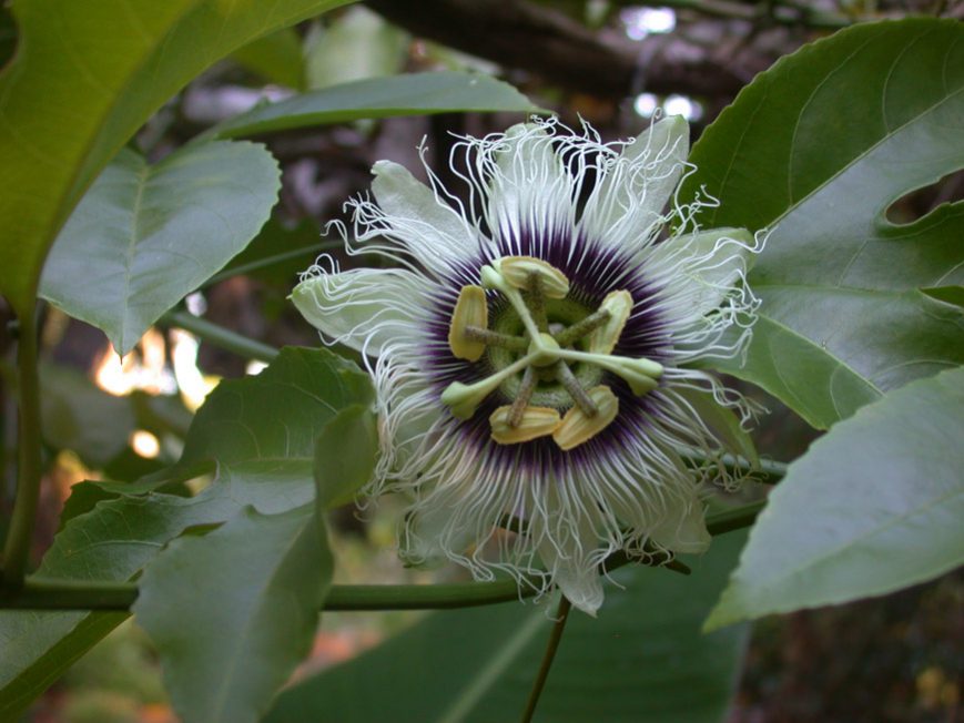 Fleur de grenadelle