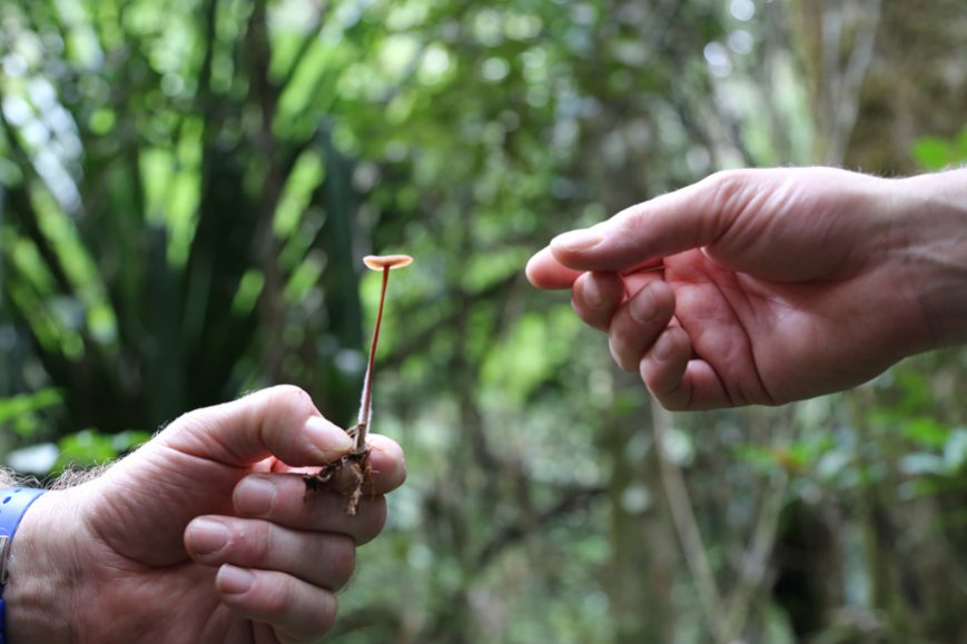 petit champignon