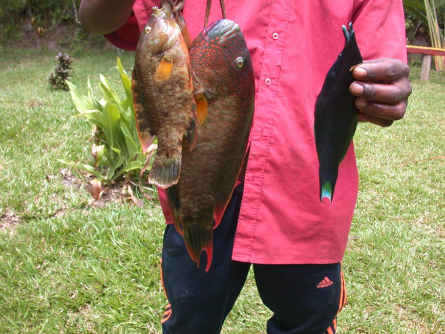 Poissons du pont