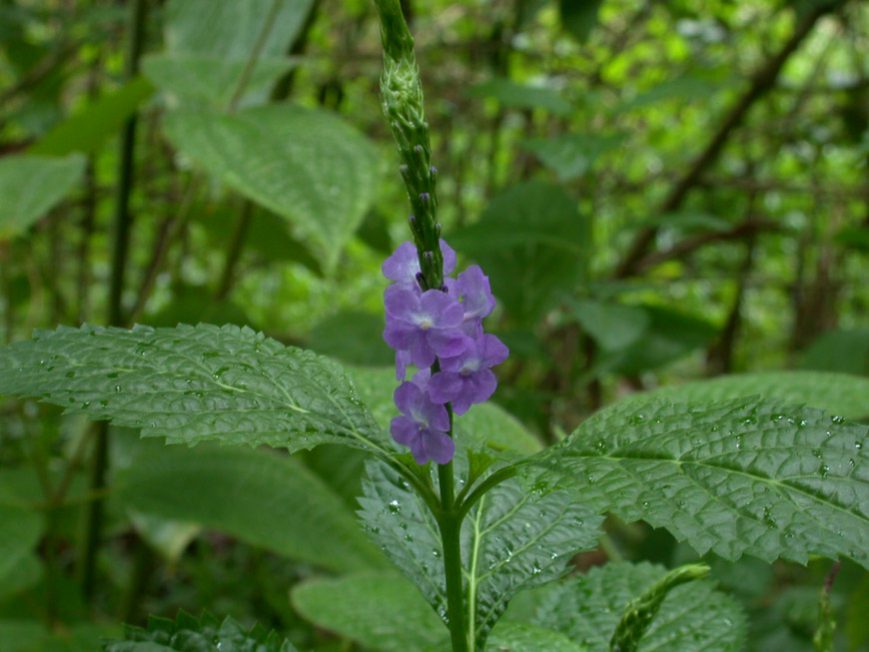 Stachytarpheta