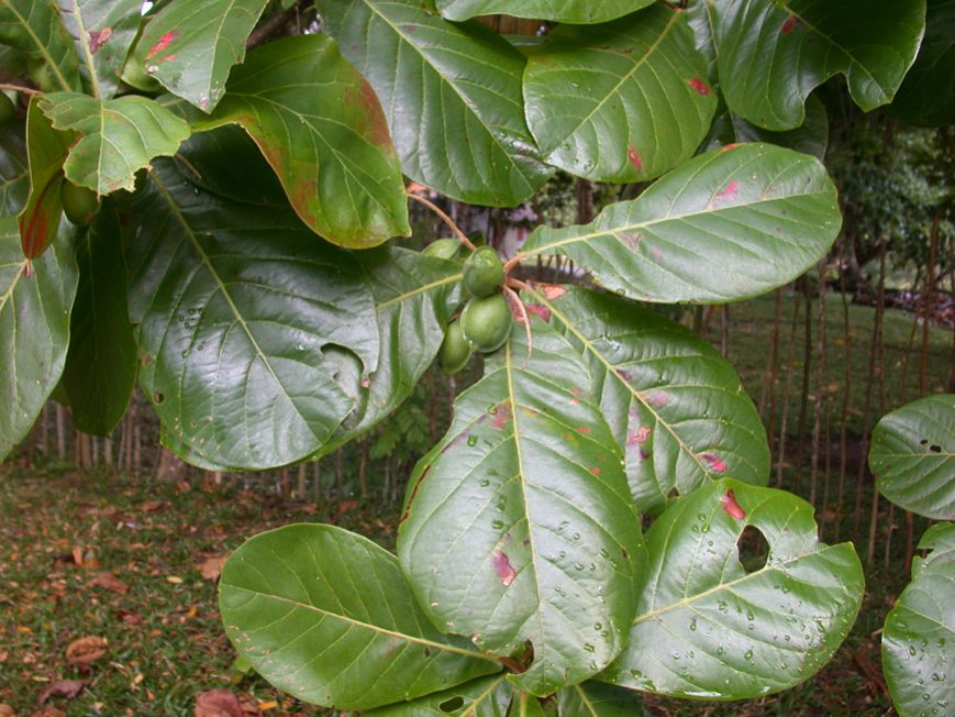 Terminalia catappa