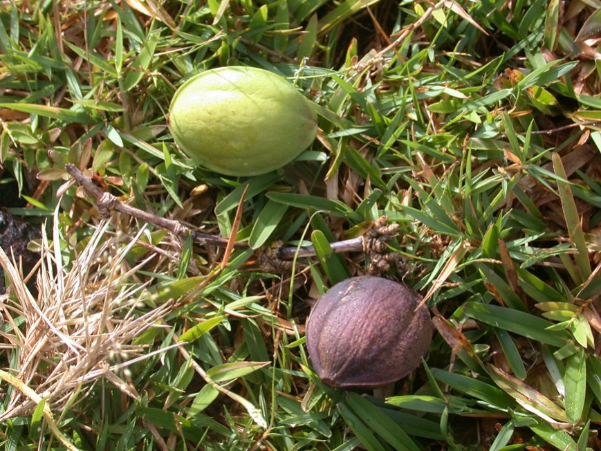 Les fruits du Terminalia