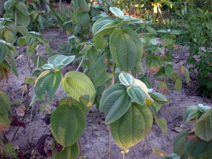 Tibouchina