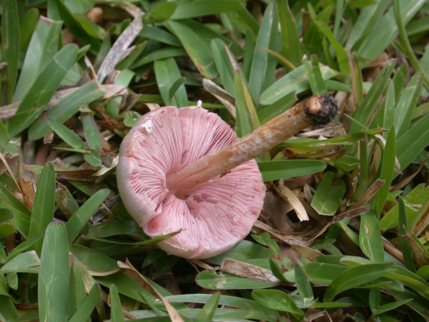 agaric chez Véro