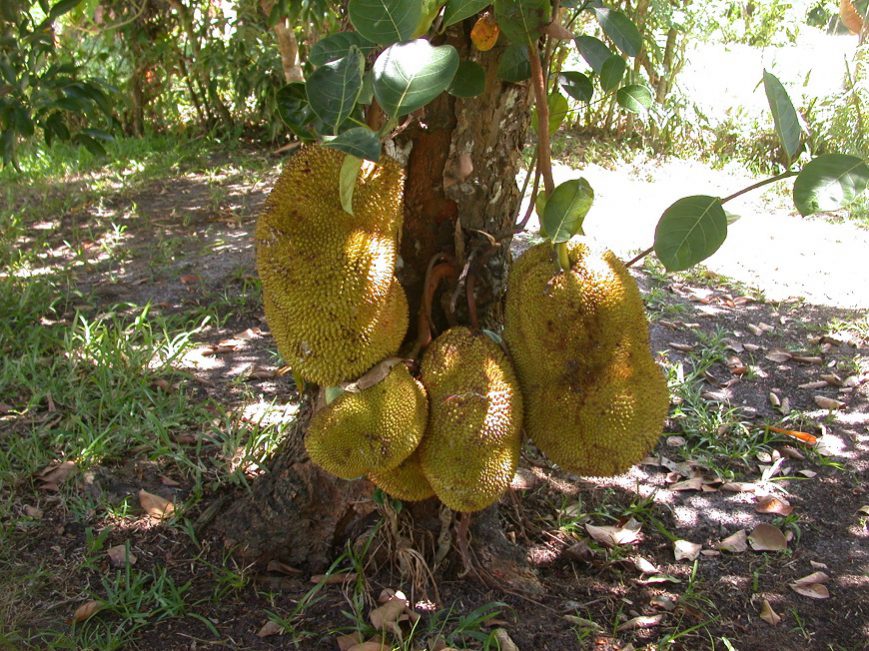 Jacquier du jardin