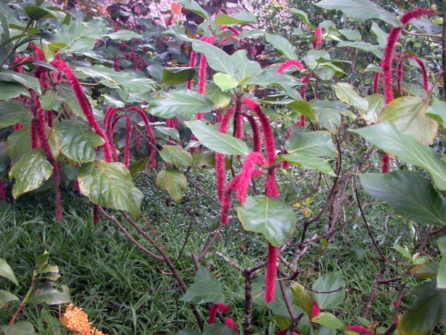 Acalypha hispida