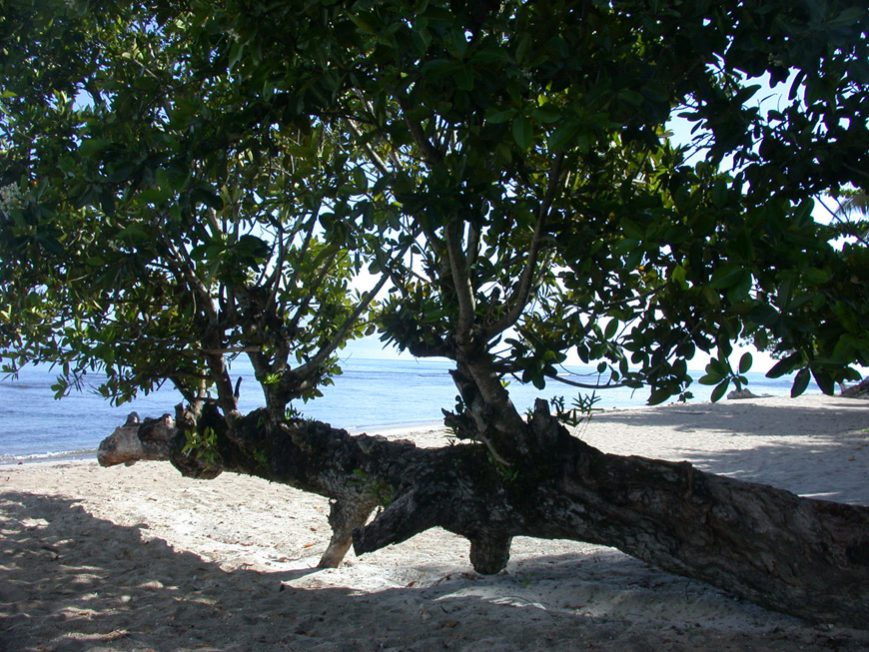 Arbre sur la plage