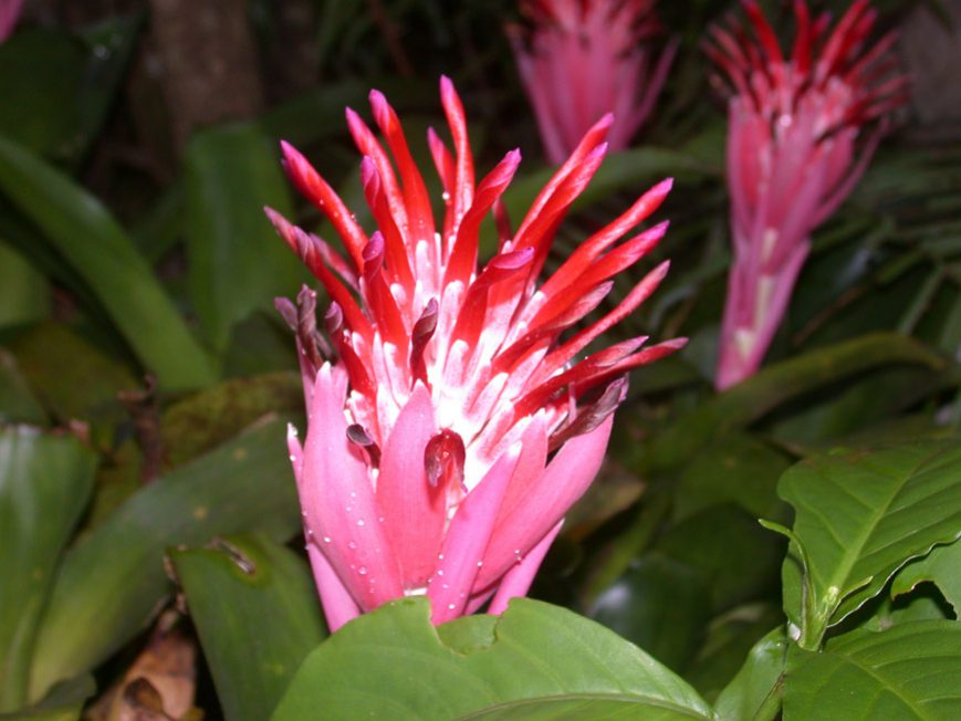 Billbergia pyramidalis