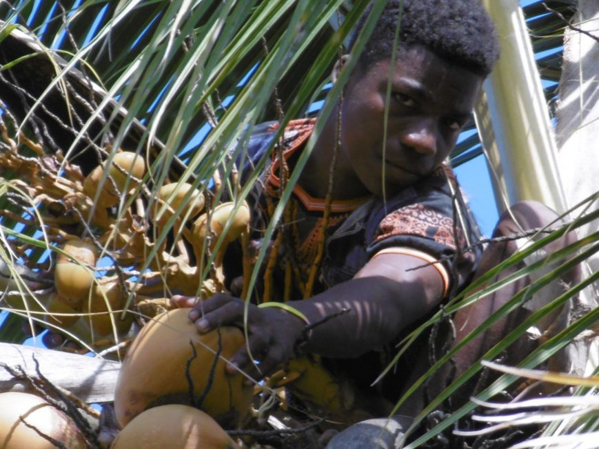 Kamisy en haut du cocotier